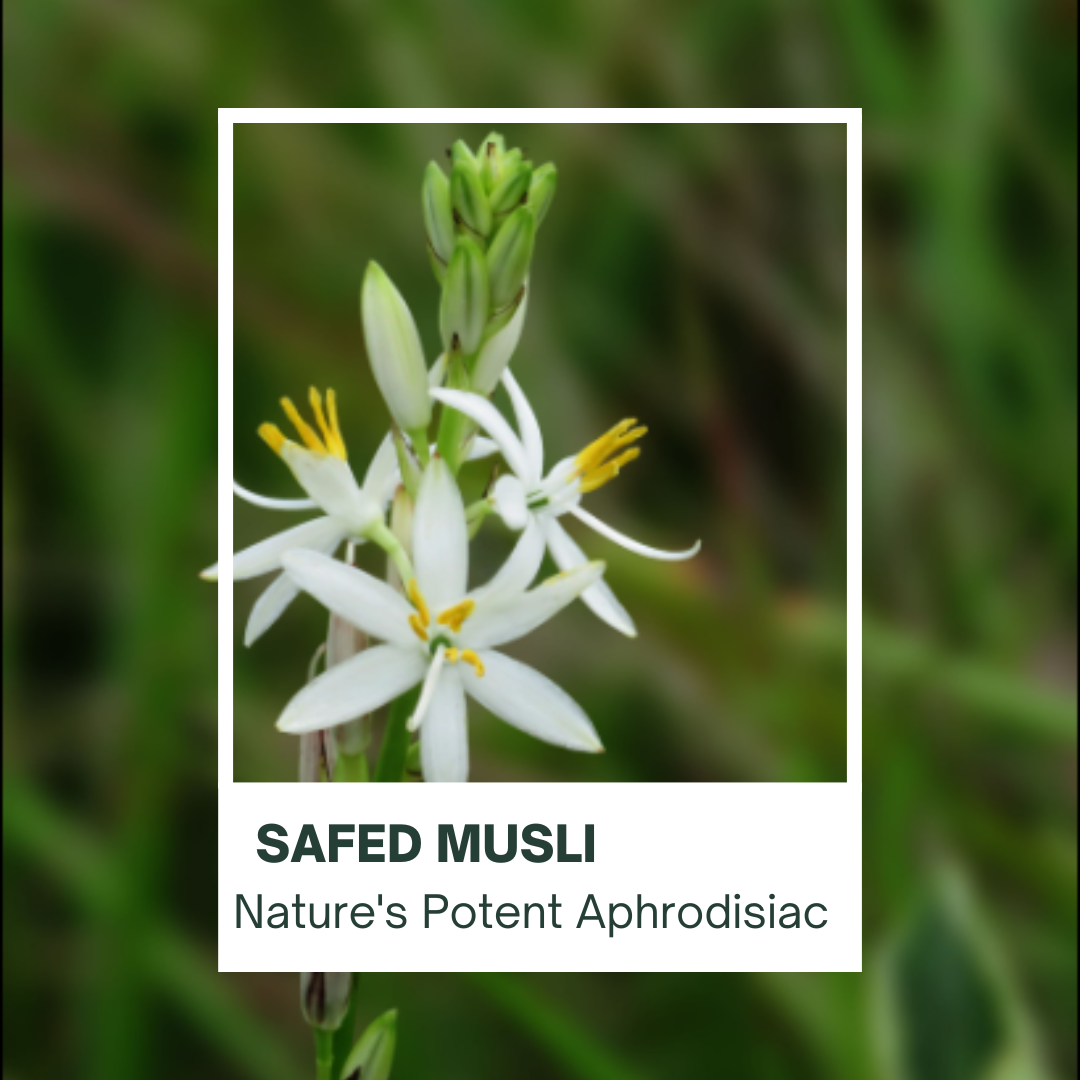 Unveiling the Health Benefits of Safed Musli: The Ayurvedic Wonder Herb